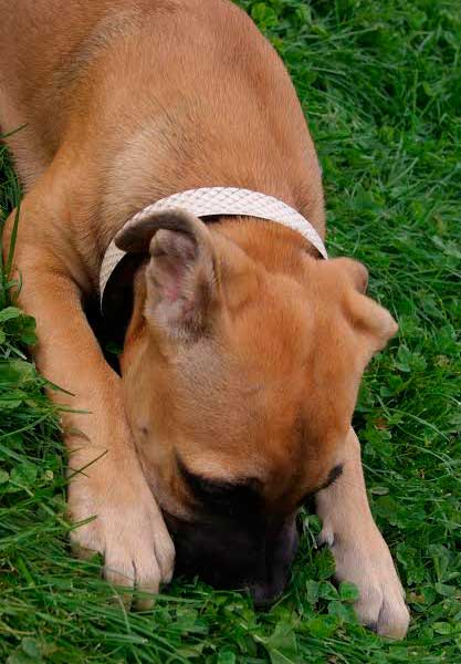 collar piel de piton para perro