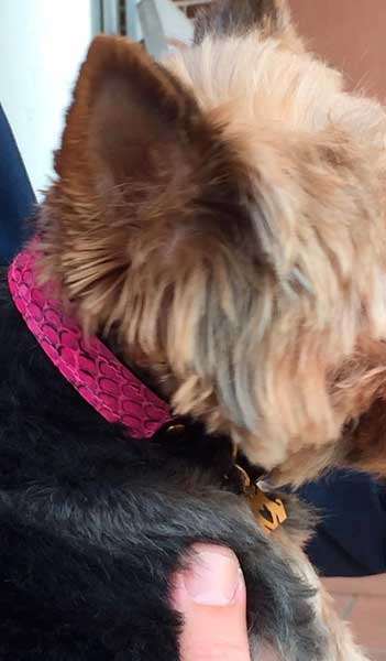collar de piel rosa para perro