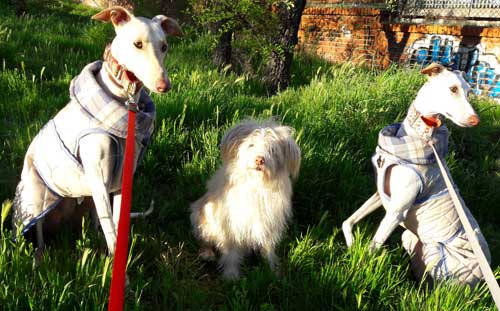 Lucas y Lola