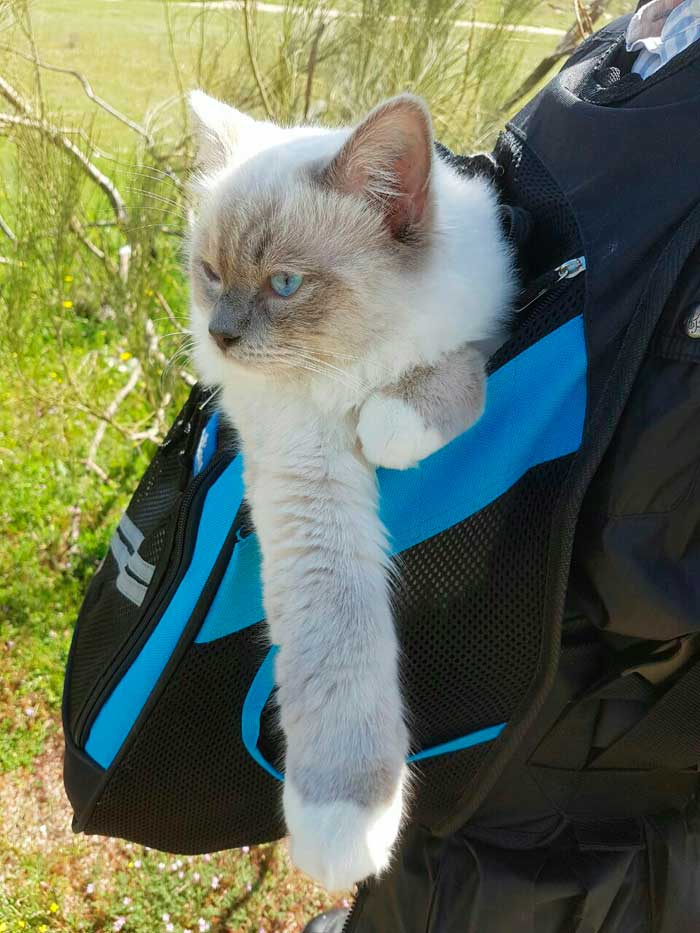 mochila para gato