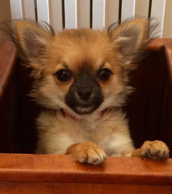 amigo de Lucas y Lola
