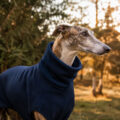 cat Galgos