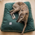 cat cama galgos