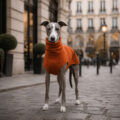 cat whippet