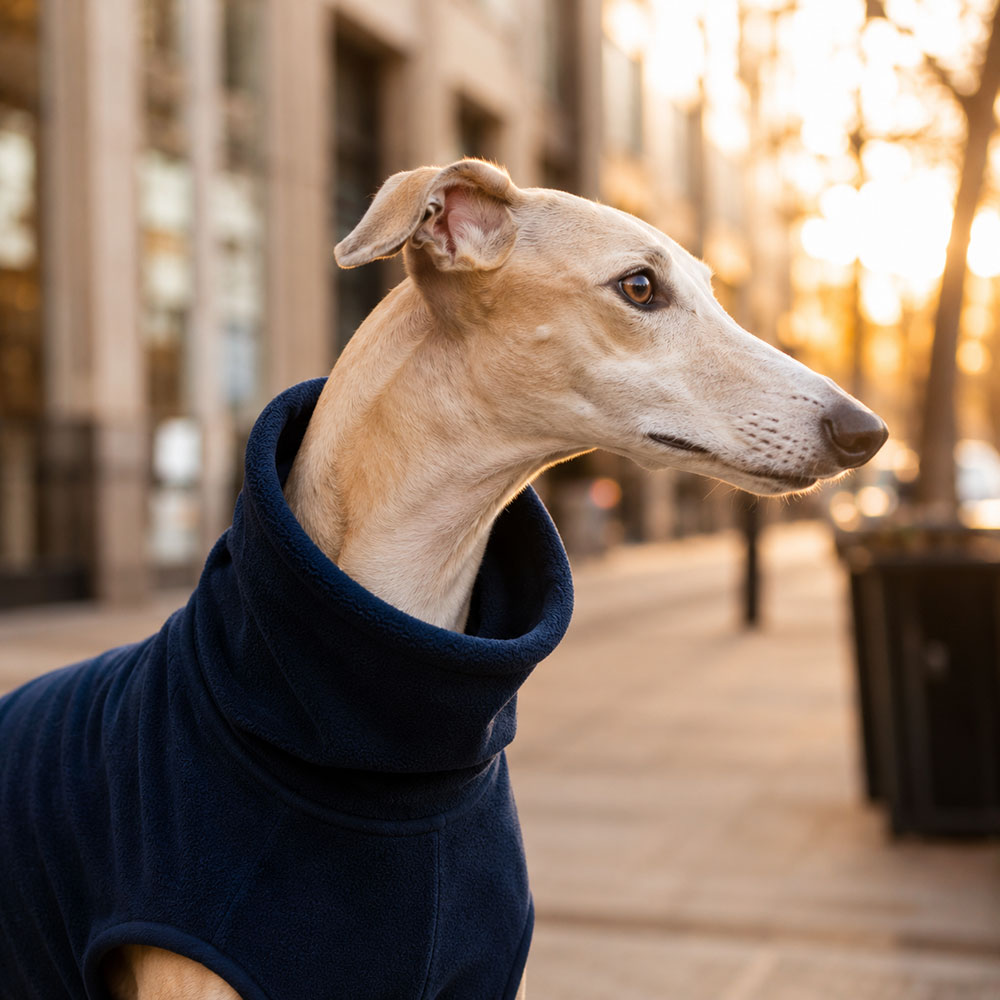 Especialistas en galgos