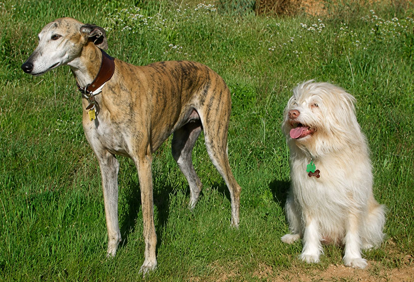 Lola y Lucas, los dos perros que dieron nombre a la marca
