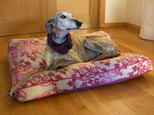 Primeros diseños de ropa para galgos