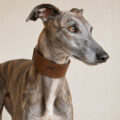 cat Collares de piel galgo