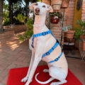 cat arnes galgo