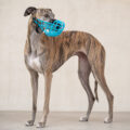 cat bozales galgo
