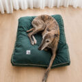 cat cama galgos