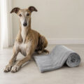 cat manta galgo