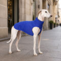 cat peto galgo