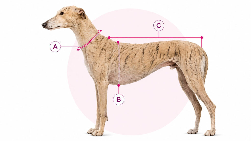 guia tallas galgo