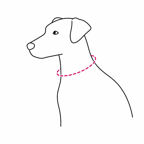 Cómo medir el cuello del perro