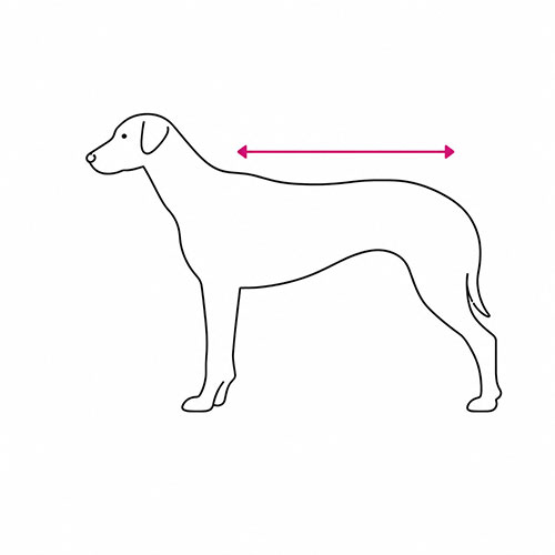 Cómo medir el dorso del perro