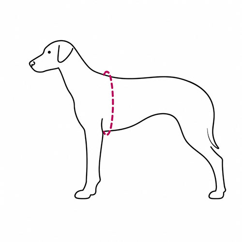 Cómo medir el pecho del perro