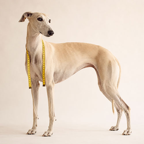 Guía de tallas para perros — Lucas y Lola Madrid