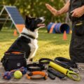 Adiestramiento de perros