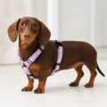 Arneses para perros