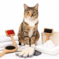 Baño & Higiene para Gatos