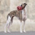 Bozal Whippet