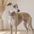 Collar Algodón Whippet