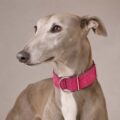 Collar Galgo