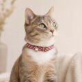 Collares para Gatos