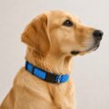 Collares para perros