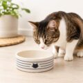 Comederos & Bebederos para Gatos