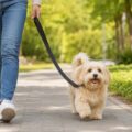 Correas de nylon