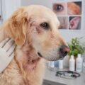 Dermatología, piel, pelo, ojo y oído de Perros
