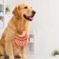 Digestivo, dental, hepático, renal y urinario de Perros