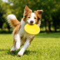 Frisbee