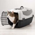Para Viajar con Gatos