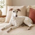 Pijama Whippet