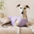 Ropa para galgos