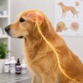 Sistema nervioso, dolor, neurológico y comportamiento de Perros