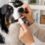 limpiar los dientes de perros y gatos