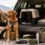viajar con perro transportin seguridad calma