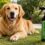 Ácido hipocloroso para perros