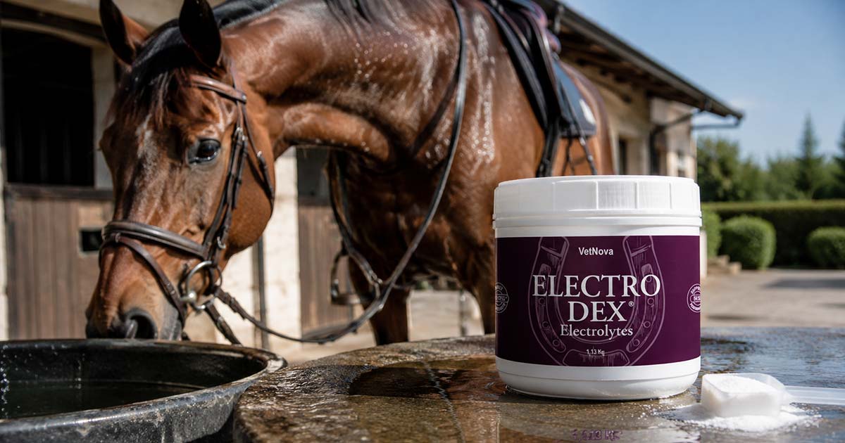 electrolitos para caballos