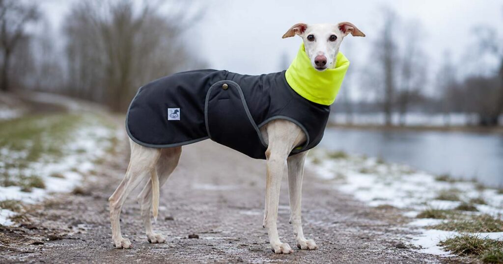 Cómo saber si un galgo tiene frío