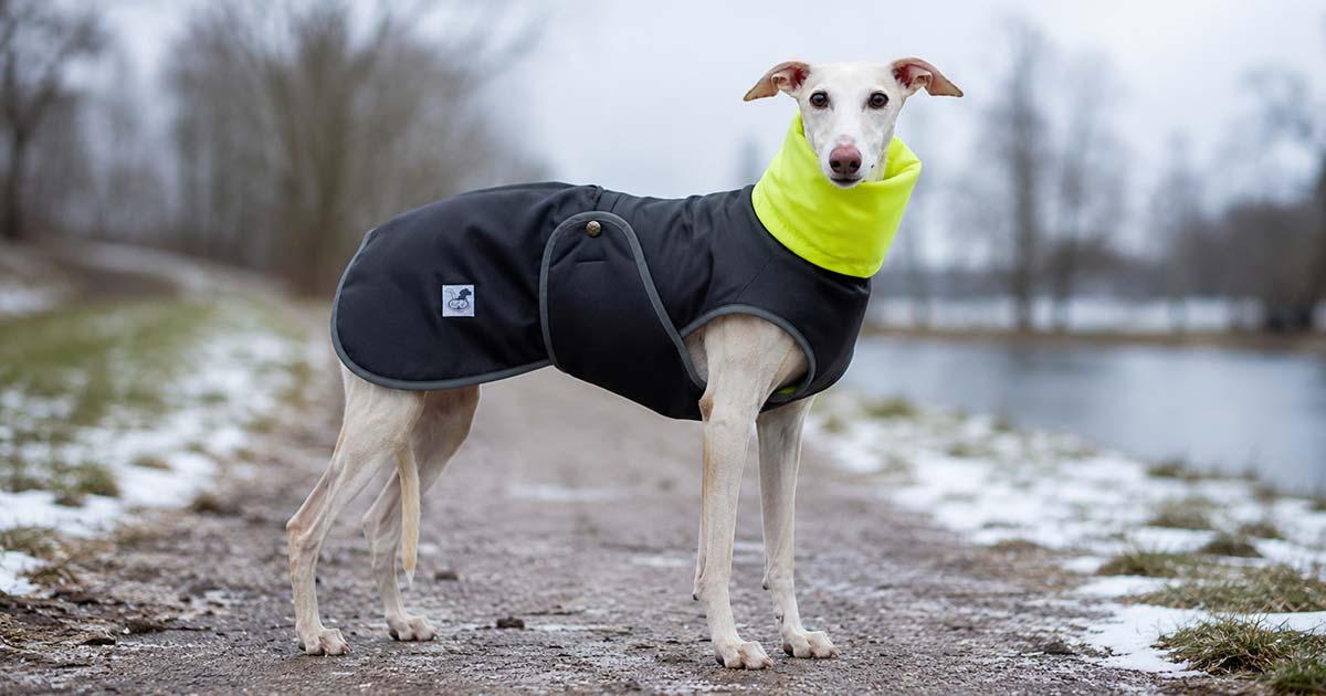 Cómo saber si un galgo tiene frío