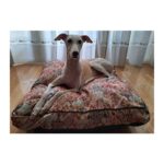 Cama especial para galgo en modelo Teide - Imagen 2