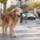 condroprotectores para perros para qué sirven