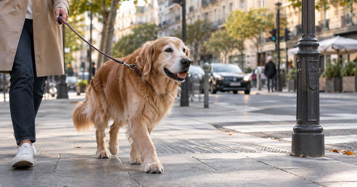 condroprotectores para perros para qué sirven
