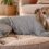ropa postoperatoria perros