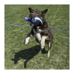 Juguete para lanzar Kong Whirlz Throw - Imagen 3